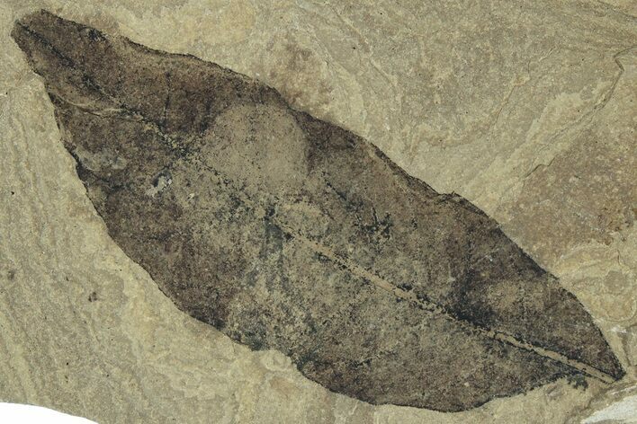 Fossil Laurel Leaf (Persea) - Green River Formation, Utah #323324